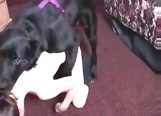 Bestiality dog tube