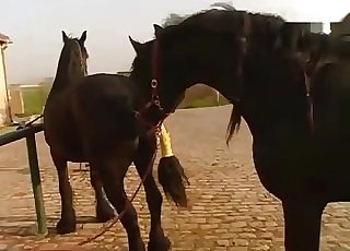 Extreme action with a naughty mature zoophile