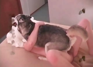 Shocked dog getting fucked hard