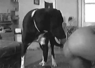 Pussy gets gaped by a pooch, up close