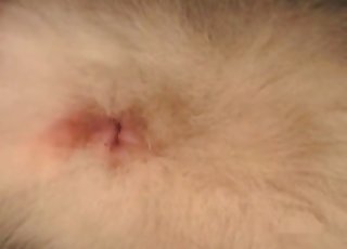 Licking and fucking small labrador ass