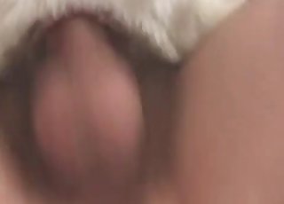 Dirty amateur bestiality XXX in close-up shot