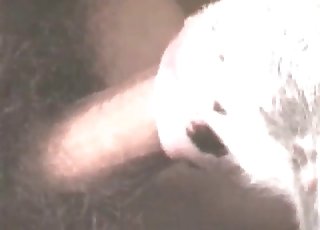 Anal sex from farm animals